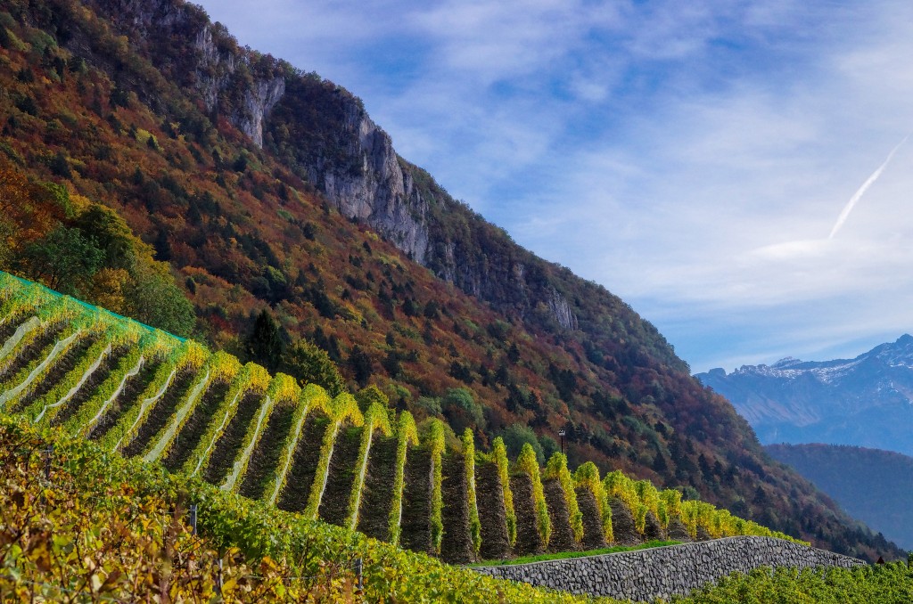 vineyard-france