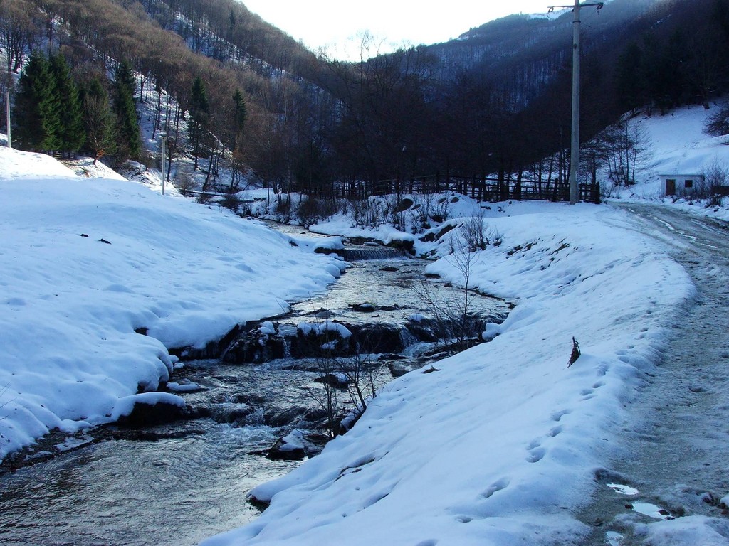 paltinis-romania