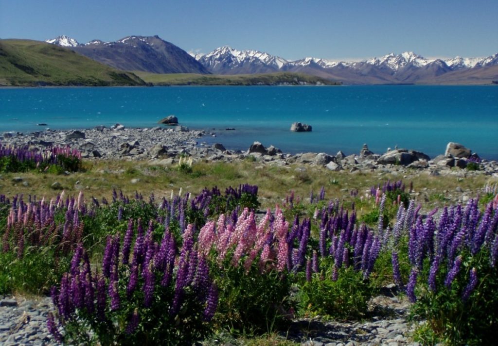 new zealand nature